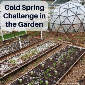 Cold spring challenge in the garden