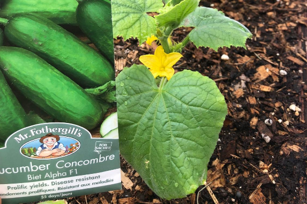 Growing Food - Cucumbers Zone3Vegetablegardening 