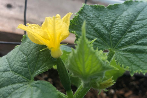 Growing Food - Cucumbers Zone3Vegetablegardening 