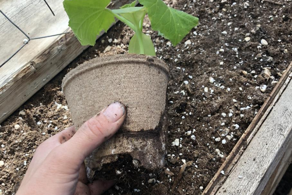 Growing Food - Cucumbers Zone3Vegetablegardening 