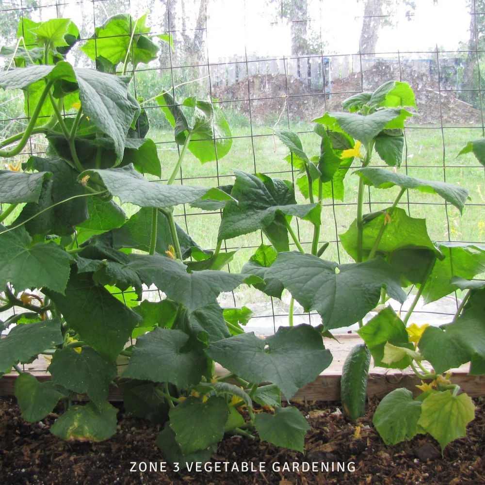 cucumber plants growing