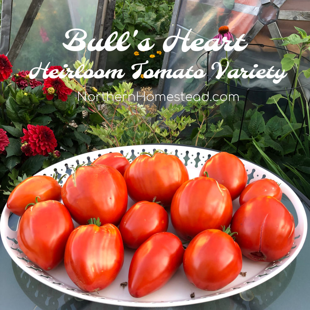 Bull's Heart Heirloom Tomato Variety