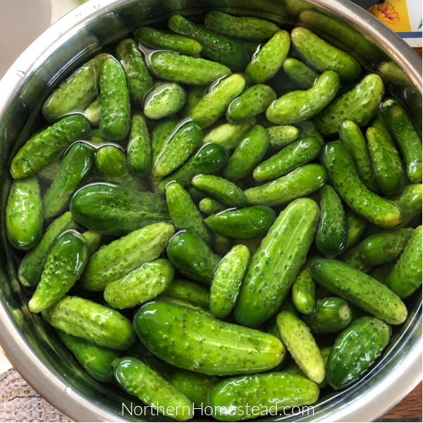 German Dill Pickles Recipe