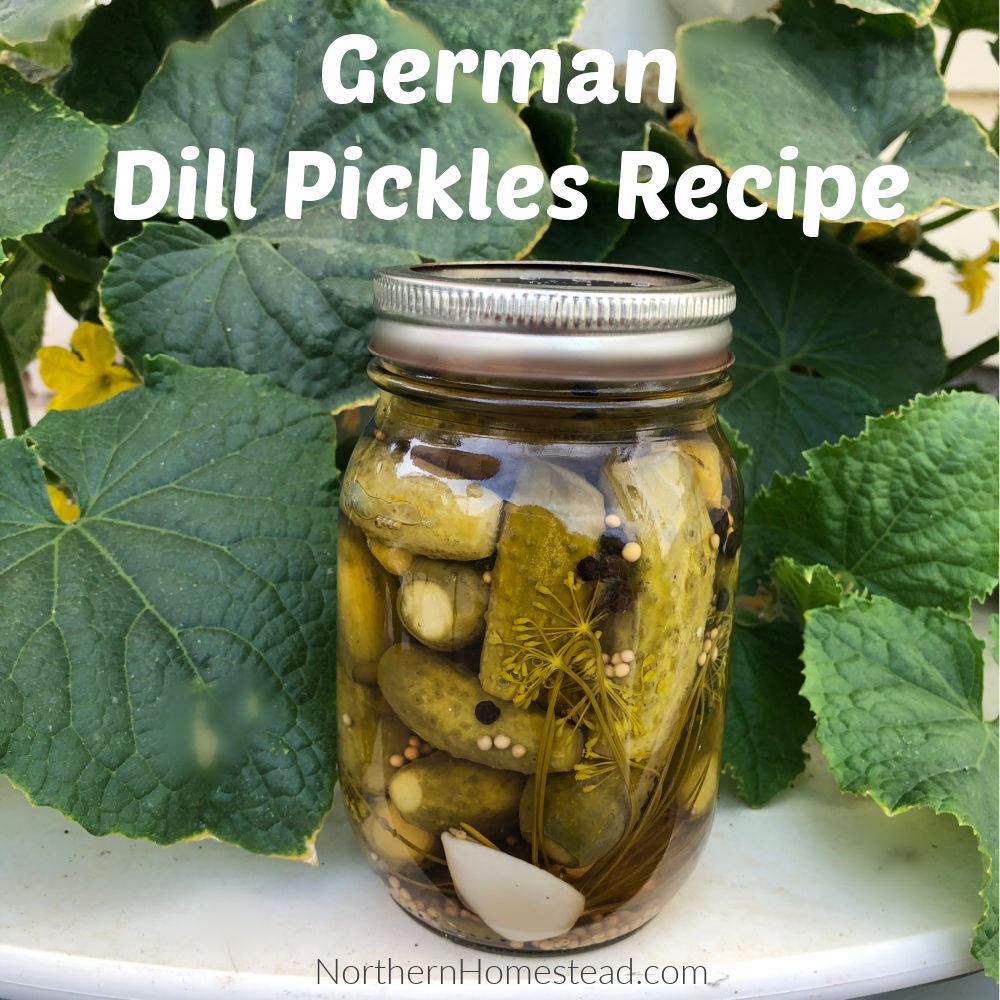 German Dill Pickles Recipe - Northern Homestead