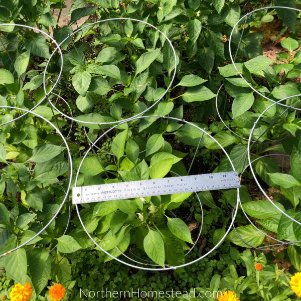 Growing Peppers in Cold Climate