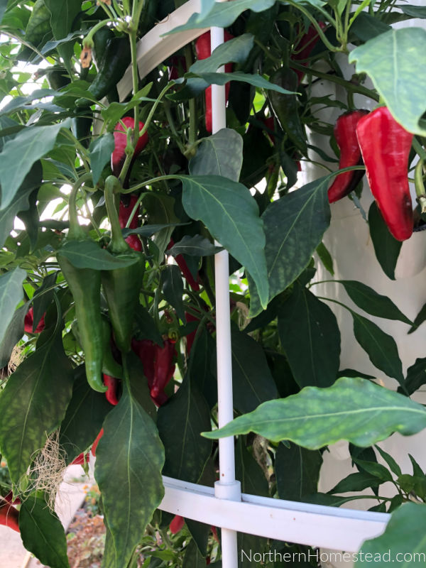 Growing Peppers in Cold Climate