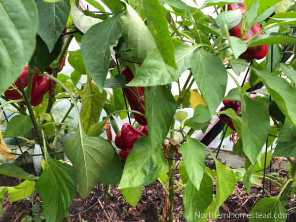 Growing peppers in cold climate