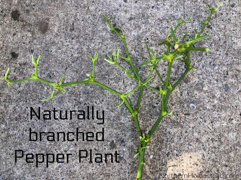 Naturally branched Pepper Plant