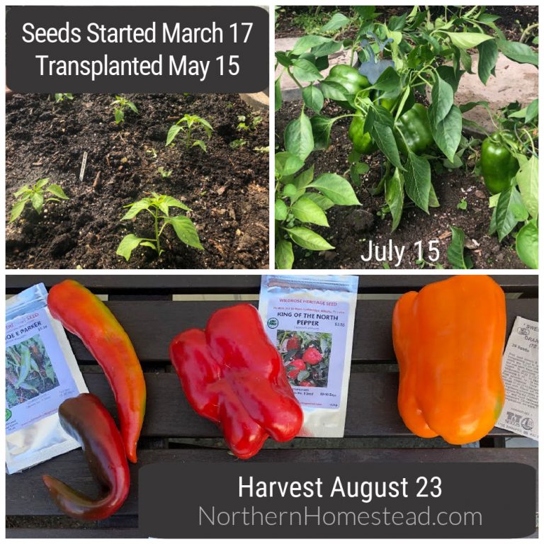 Growing Peppers in Cold Climate Northern Homestead
