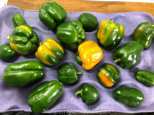 Ripening peppers indoors