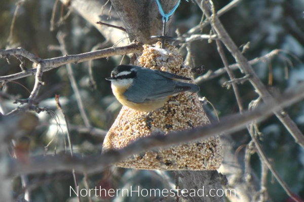 Preventing birds from flying into windows