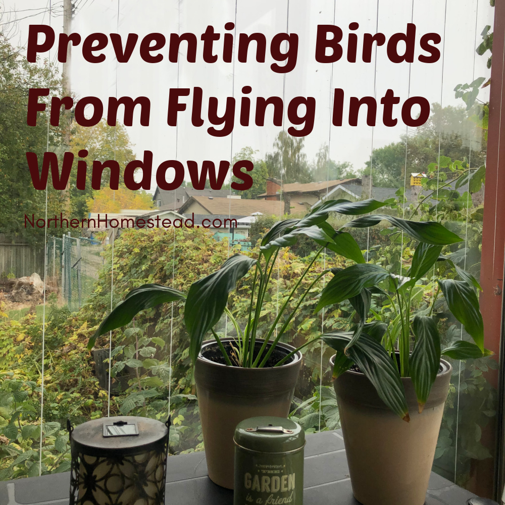 Preventing birds from flying into windows