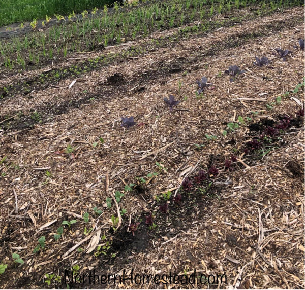 Update on the Field Garden