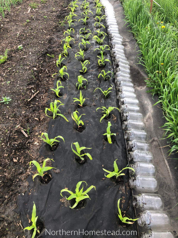 Update on the Field Garden