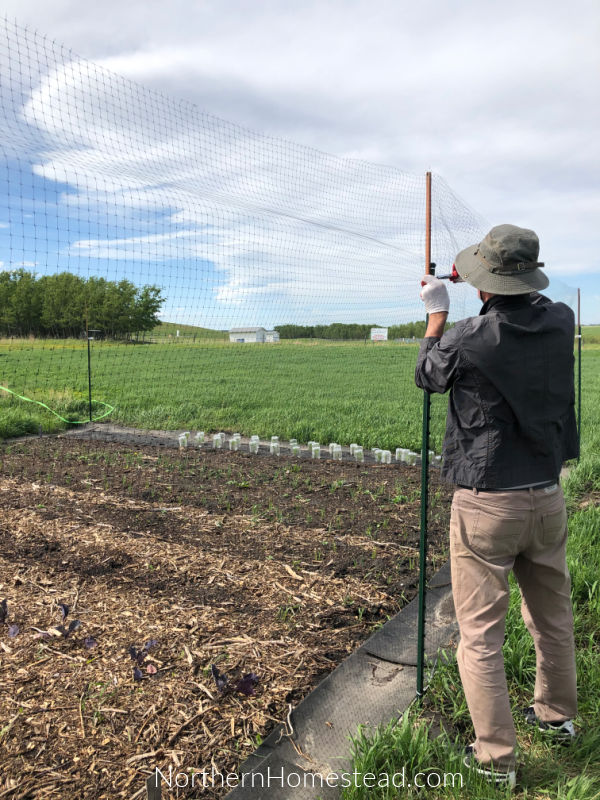 Field garden - protecting from predators 