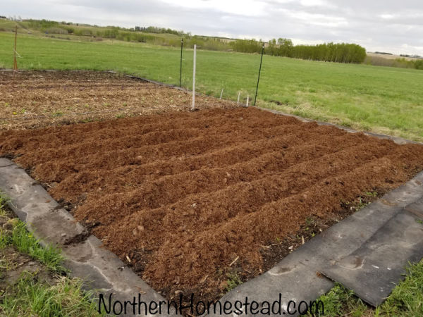 Update on the Field Garden