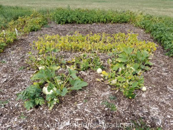 Field garden update