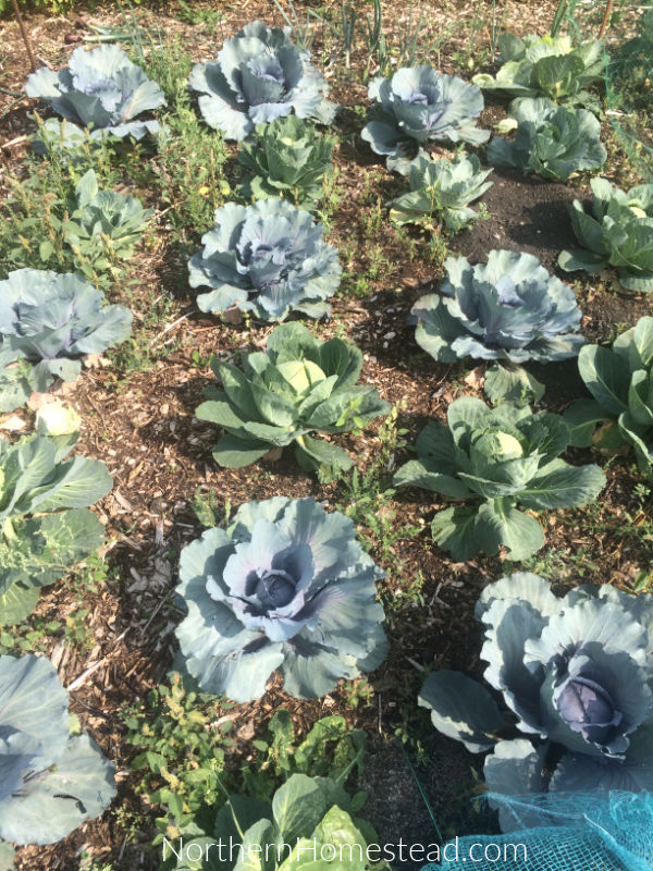 Update on the Field Garden