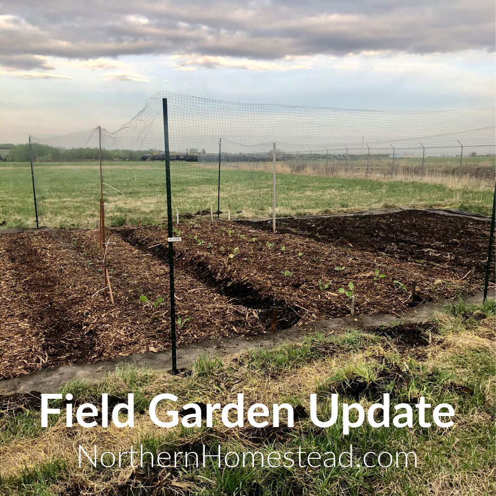Update on the Field Garden 