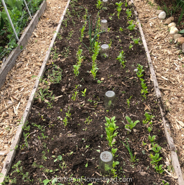 Growing Chickpeas or Garbanzo Beans