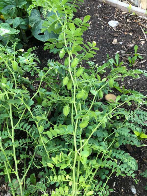 chickpea plant