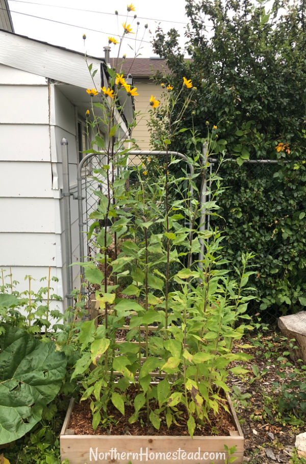 Growing Sunchokes or Jerusalem Artichokes