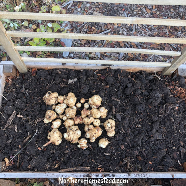 Growing Sunchokes or Jerusalem Artichokes