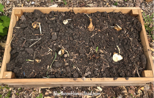 Growing Sunchokes or Jerusalem Artichokes