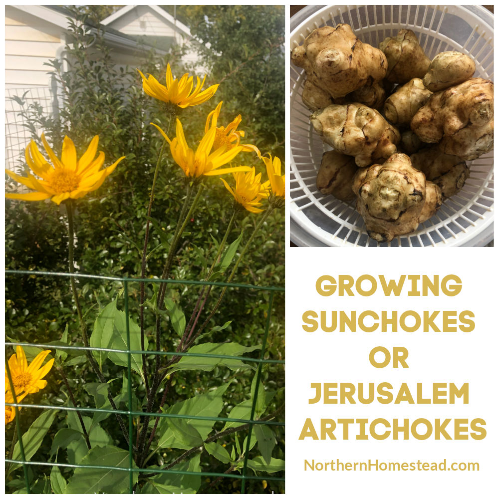 Growing Sunchokes or Jerusalem Artichokes