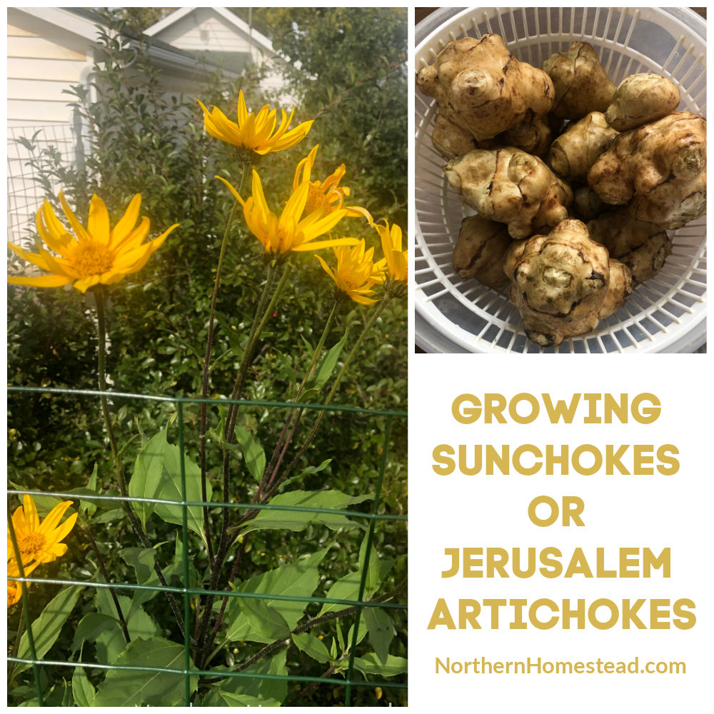 How to Grow Sunchokes from Seed: Effortless Harvest Tips