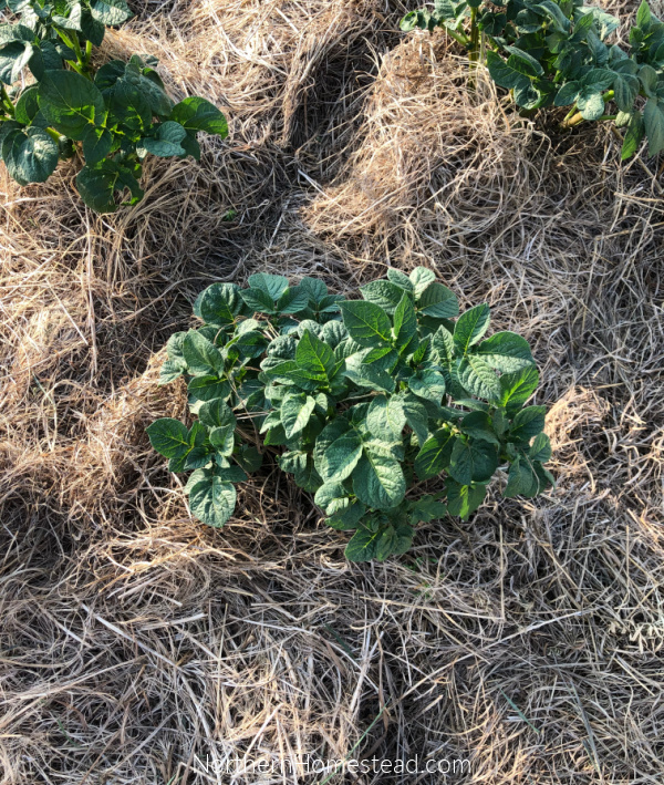 Grow Food Potatoes