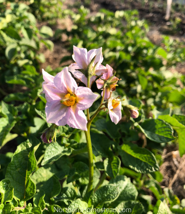 Growing food potatoes