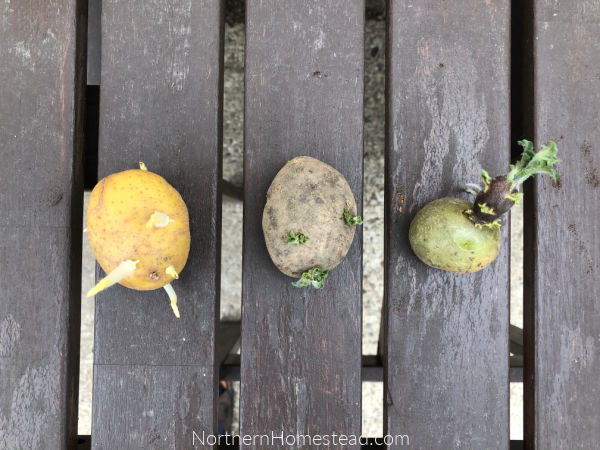 Growing Food Potatoes Northern Homestead