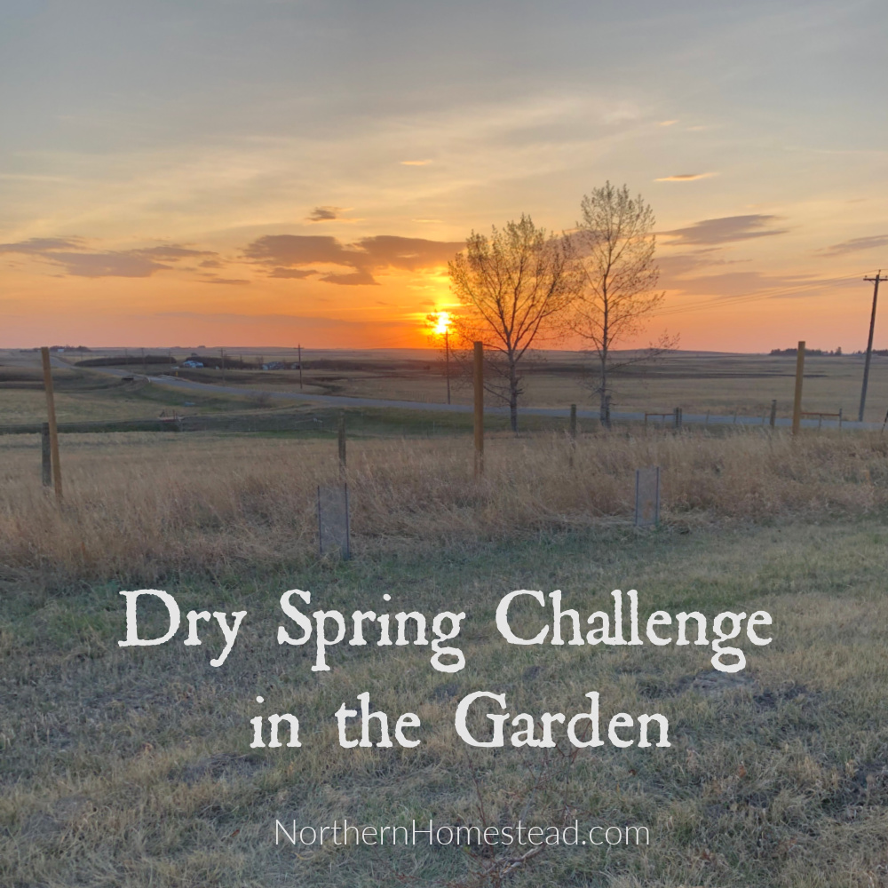 Dry Spring Challenge in the Garden