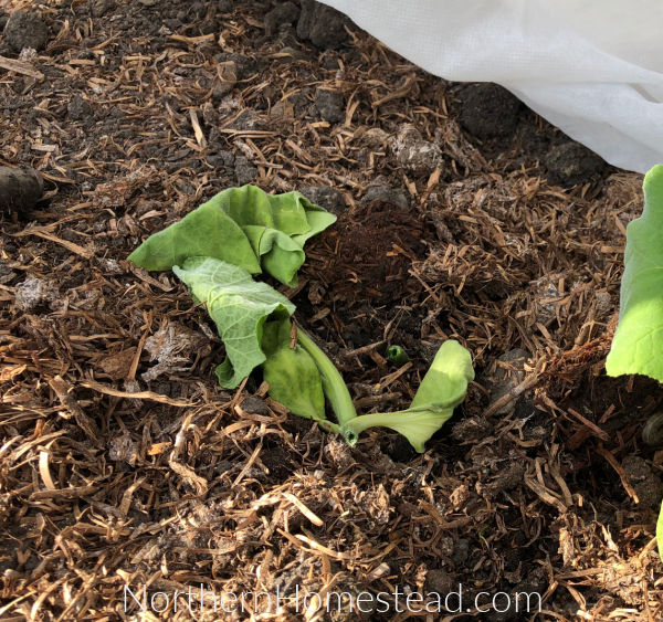 Cutworm in the vegetable garden