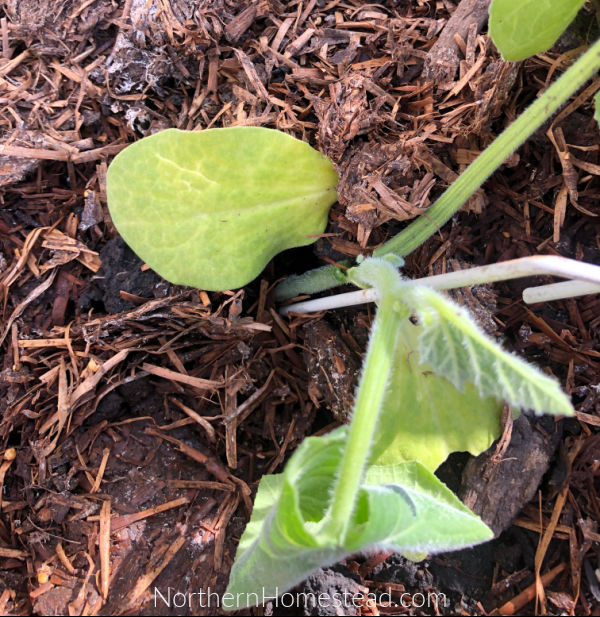 Cutworm in the vegetable garden