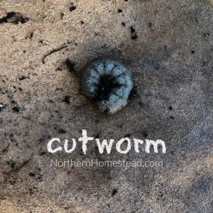 Cutworm in the vegetable garden