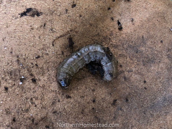 Cutworm in the vegetable garden