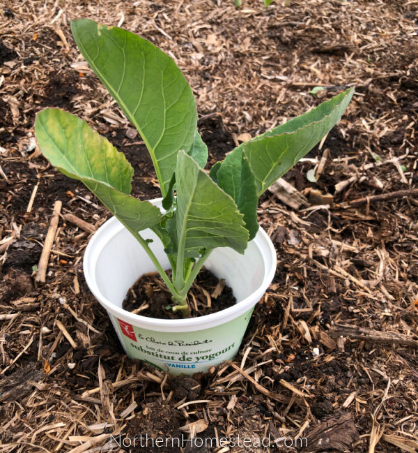 Cutworm in the vegetable garden