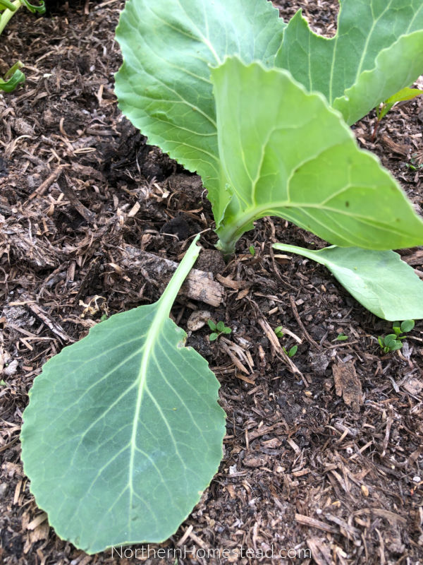 Cutworm in the vegetable garden