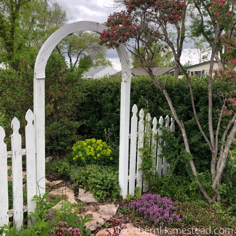 Varieties of Perennial Vegetables for Zone 3 Garden Northern Homestead