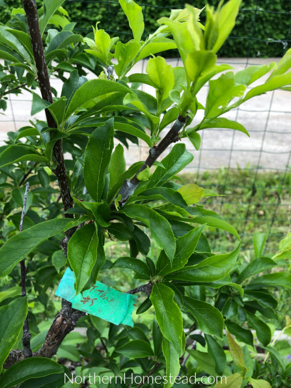 Growing Fruit Trees in Cold Climat