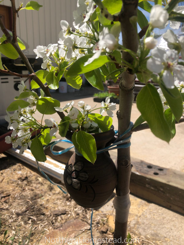 Growing Fruit Trees in Cold Climat