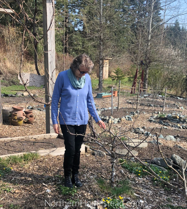 Growing Fruit Trees in Cold Climate