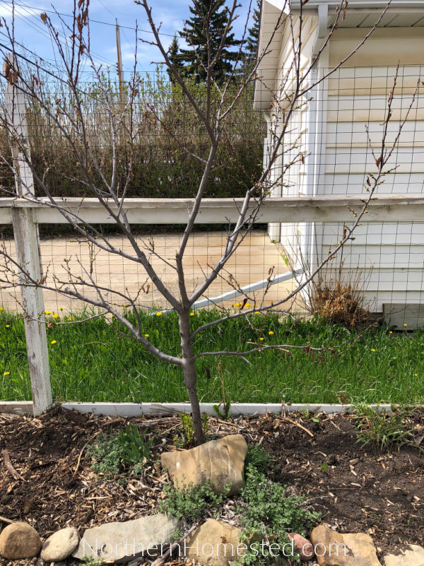 Growing Fruit Trees in Cold Climate