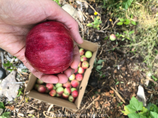 Growing Fruit Trees in Cold Climate