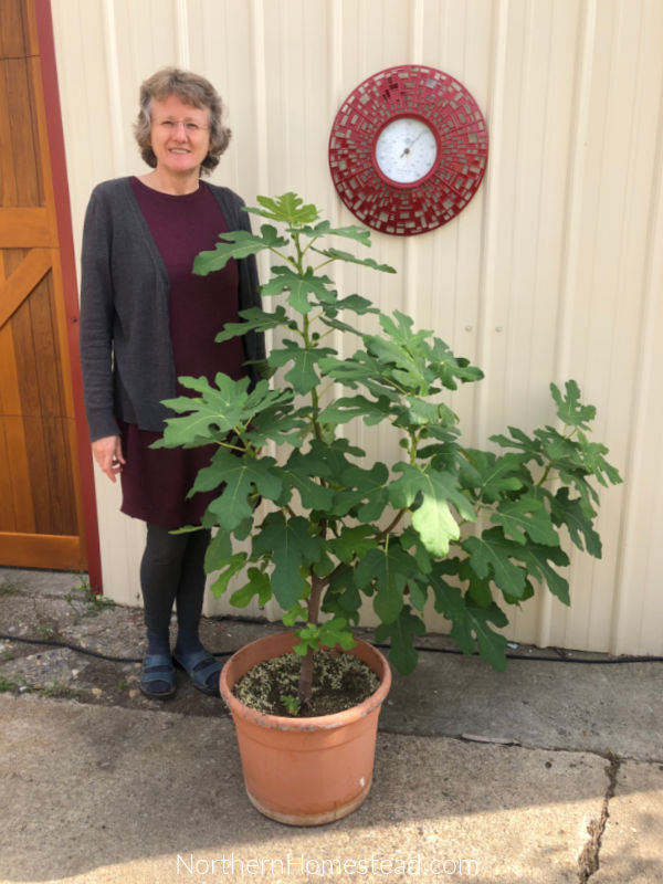growing fig trees in a cold climate