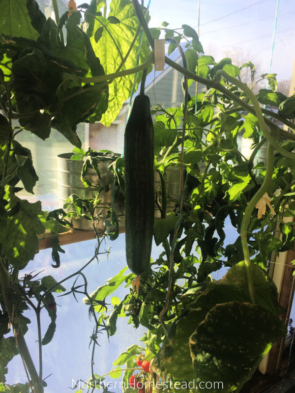 Growing Cucumbers Indoors