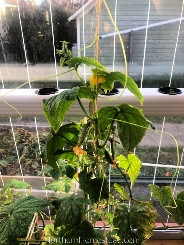 Growing Cucumbers Indoors