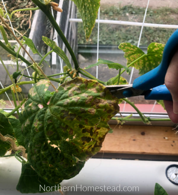 Growing Cucumbers Indoors